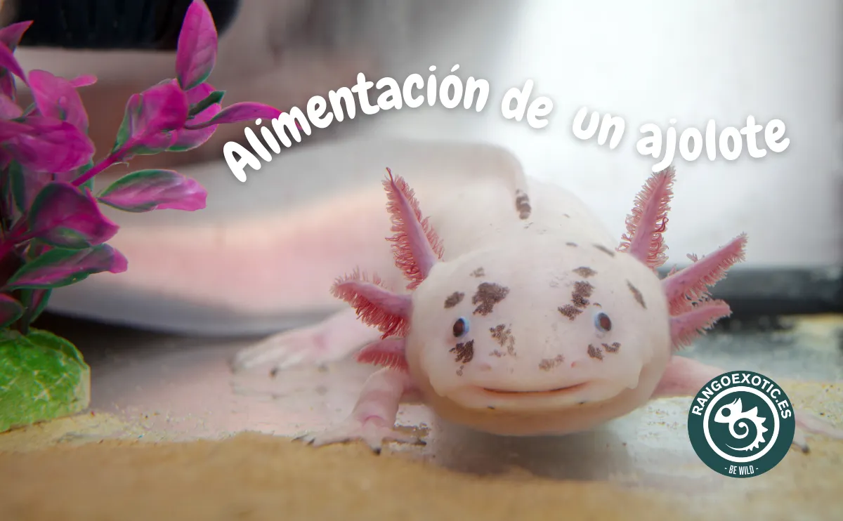 aprende qué comen los ajolotes