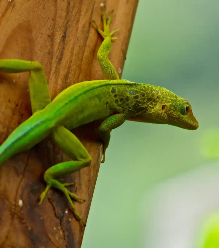 Anolis Marmuratus Trois Rivieres