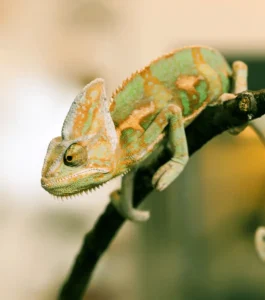 Camaleón del Yemen comprar o calyptratus