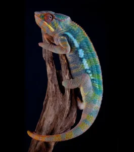 Camaleón pantera
