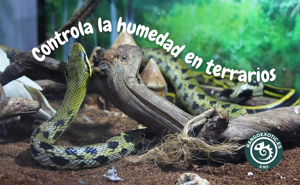 Controlar humedad en terrarios: cómo hacerlo