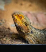 Pogona Dradón Barbudo