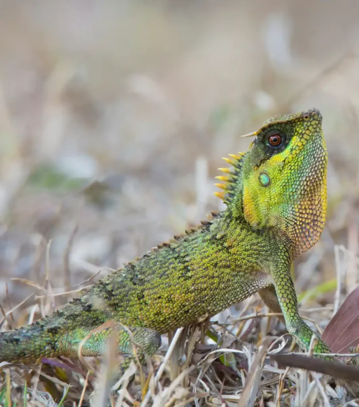 Dragón Cornudo de Vietnam