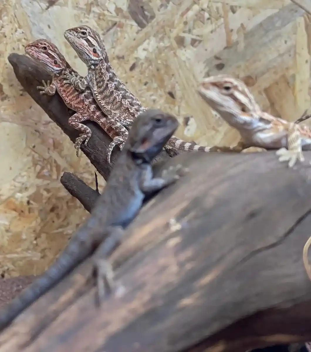 Fotos de Pogona Vitticeps 1 (1) Detalle de pogona Vitticeps 3