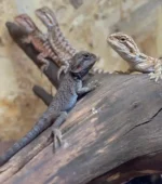 Detalle de pogona Vitticeps 2