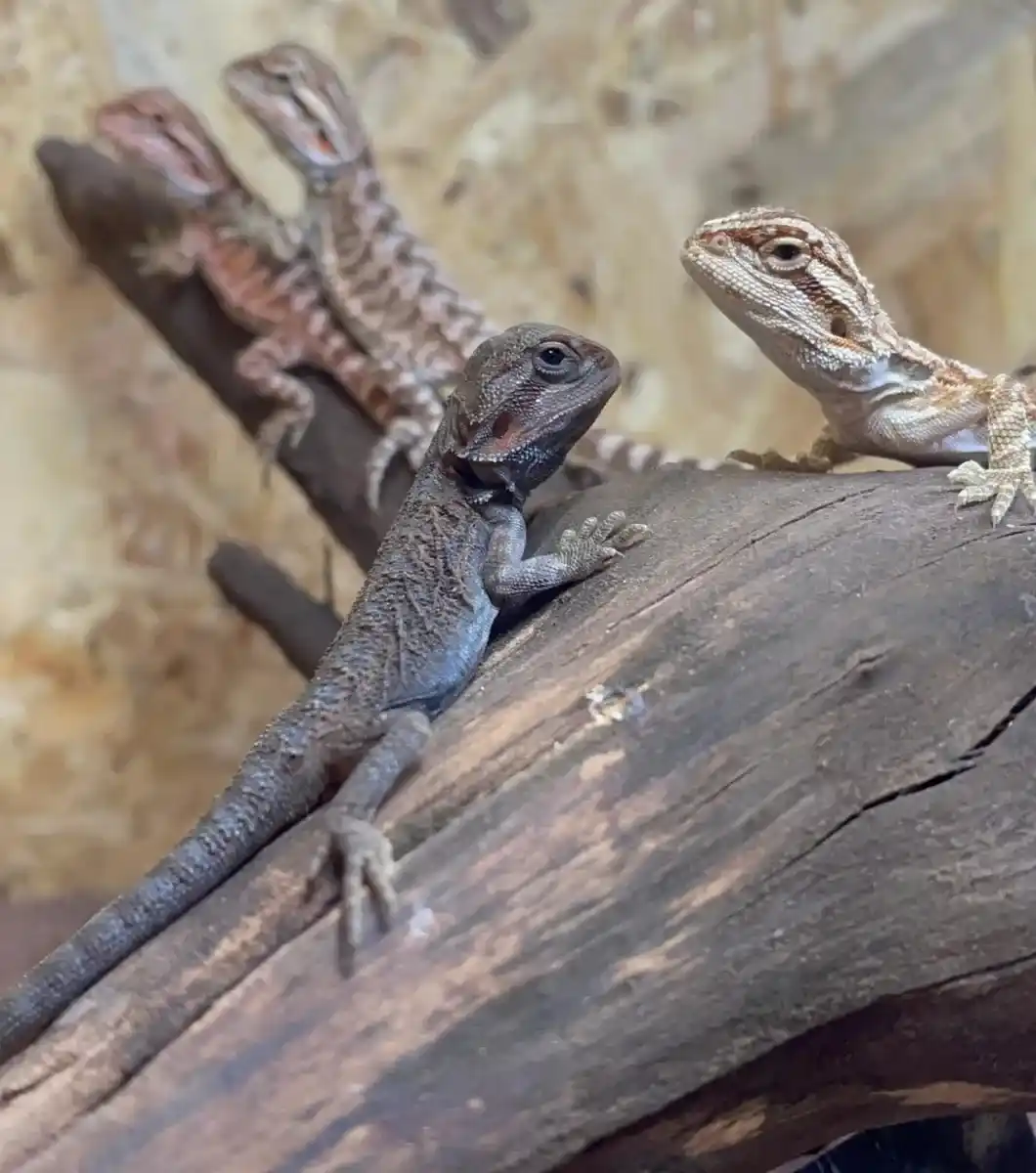 Fotos de Pogona Vitticeps 1 (2) Detalle de pogona Vitticeps 2