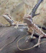 Detalle de pogona Vitticeps 1