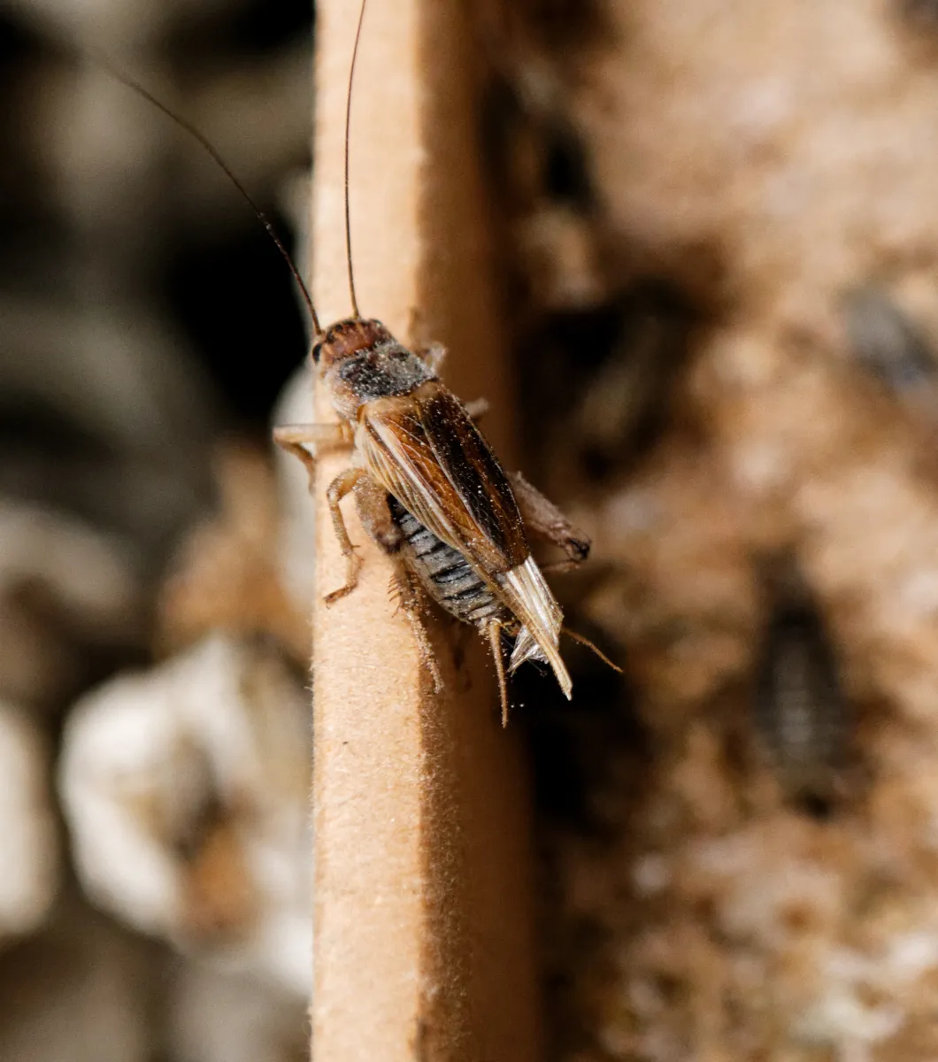 Grillos alimento vivo_11zon Grillos vivos alimento vivo