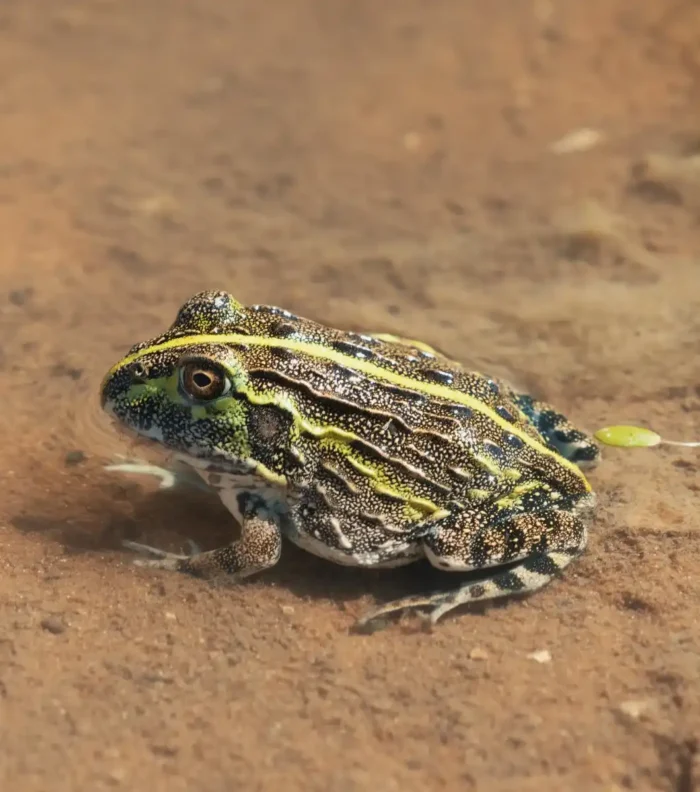 Rana toro Africana