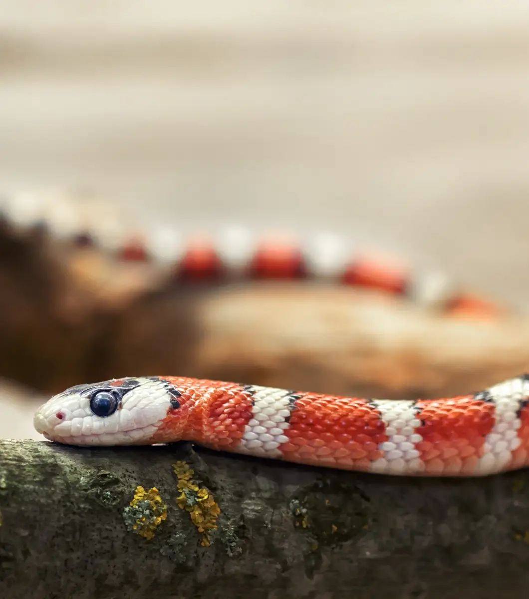 Serpiente de Leche Hondureña (1) Serpiente de Leche Hondureña