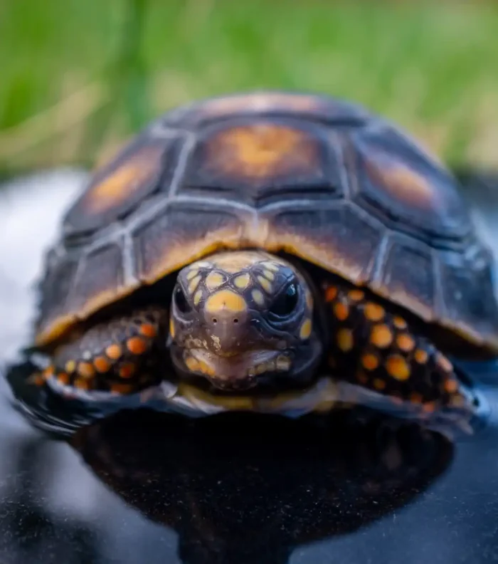 Tortuga Carbonaria