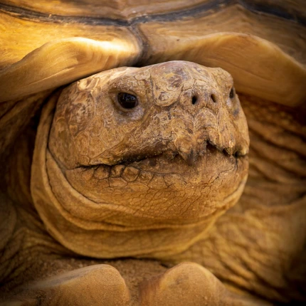 Categoría de animales: tortugas
