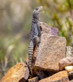 oplurus cyclurus vencejo de madagascar
