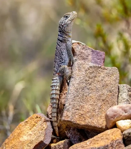 oplurus cyclurus vencejo de madagascar