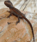 Pogona Vitticeps (Dragón Barbudo) - Imagen 4