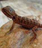 Pogona Vitticeps (Dragón Barbudo) - Imagen 2