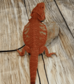 Comprar pogona vitticeps red