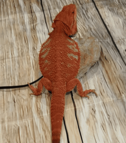 pogona vitticeps red