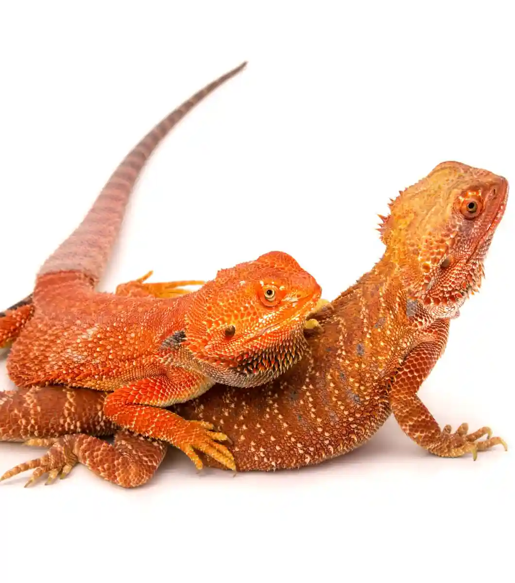 pogona-vitticeps_11zon Pogona Vitticeps (dragón barbudo)