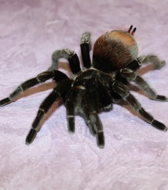 Tarántula Brachydelma vagans de cola roja