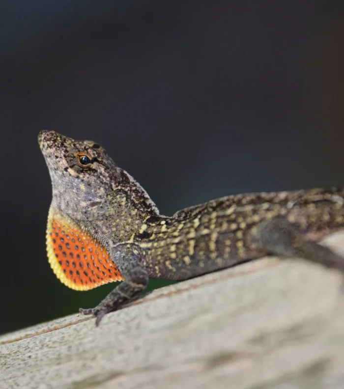 Anolis Sagrei