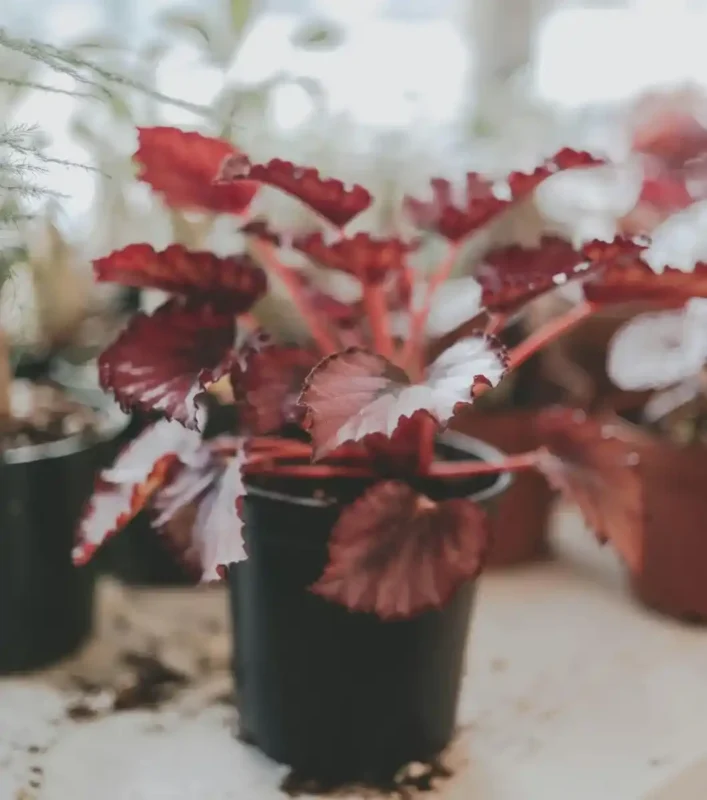 Planta begonia Rex para terrarios