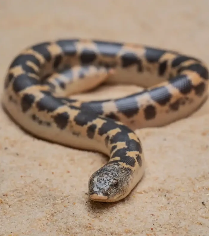 Boa de Arena de Kenia Eryx colubrinus