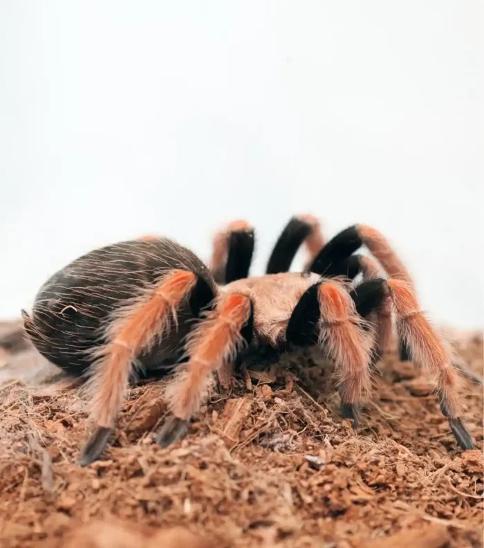Tarántula Pata Roja Mexicana
