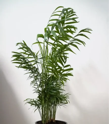 Planta Chamaedorea elegans para terrarios