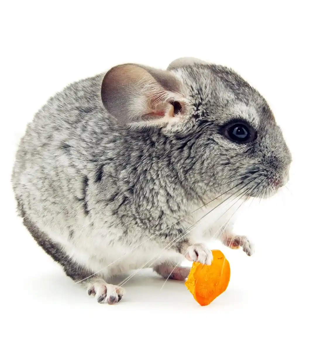 Chinchilla chinchilla lanigera