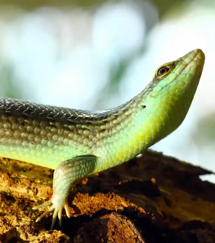 Dasia Olivacea Lagarto