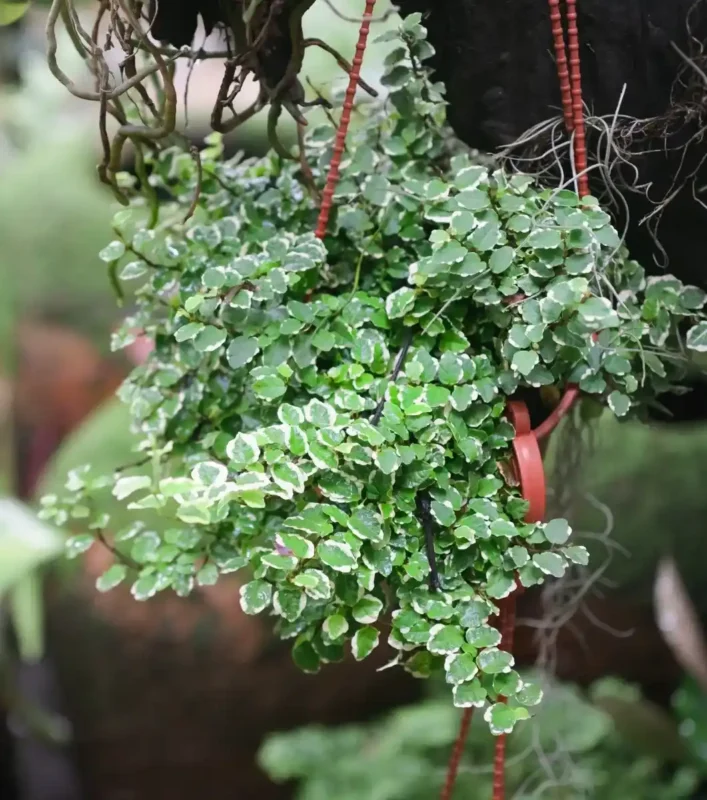Planta Ficus Pumila para terrarios