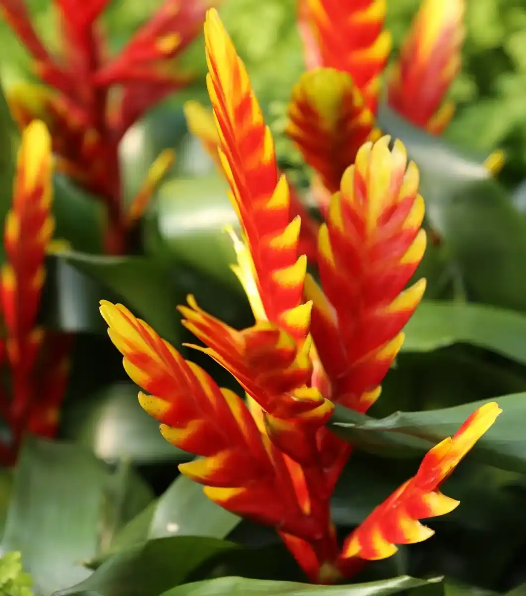 GUZMANIA_ Planta Guzmania para terrarios