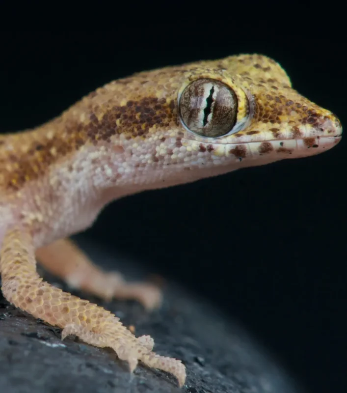 Gecko stenodactylus stenodactylus enano del desierto