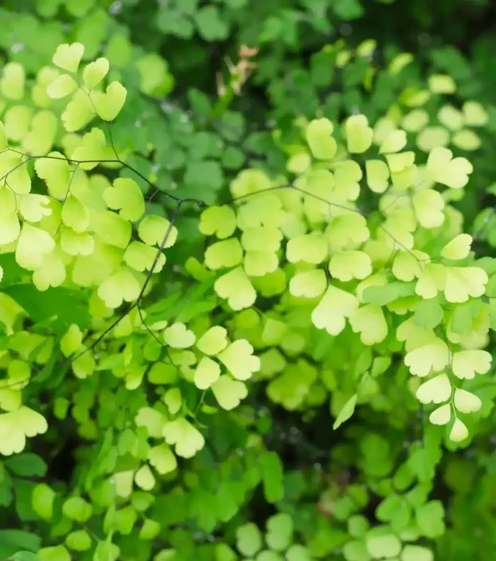 Planta Helechos para terrarios
