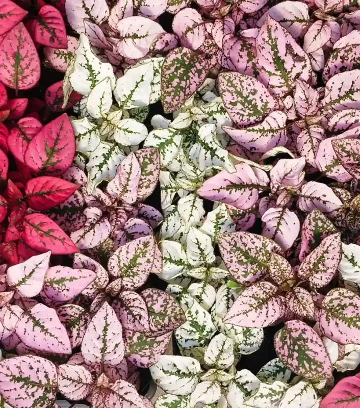 Planta Hypoestes para terrarios