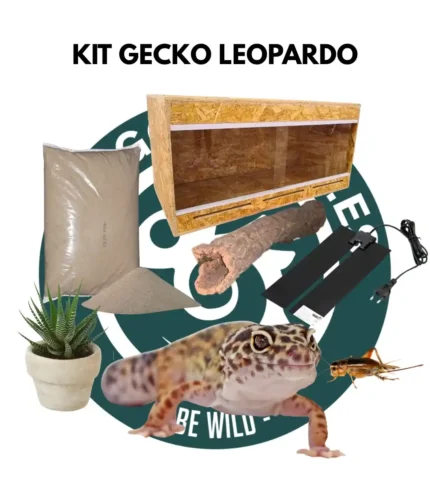 Kit gecko leopardo