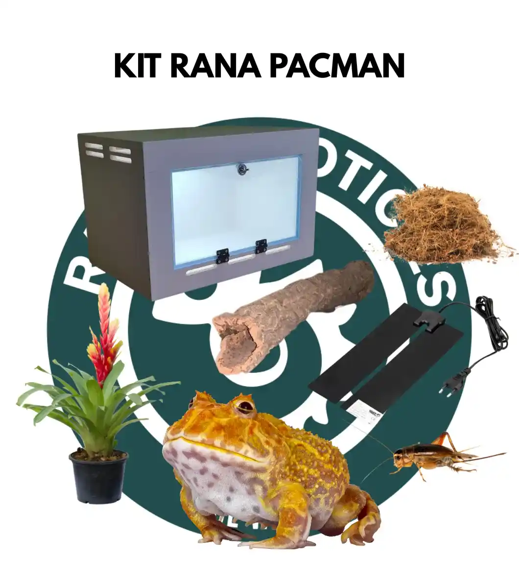 KIT RANA PACMAN Kit rana pacman