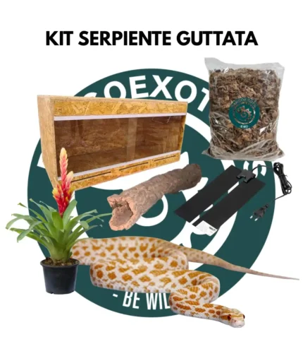 Kit serpiente guttata o serpiente del maíz
