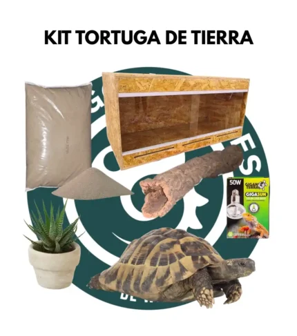 Kit tortuga de tierra