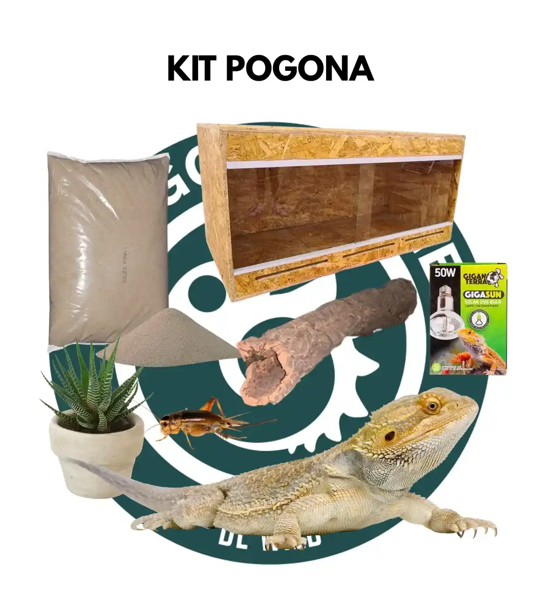 KIT pogona_ Kit Pogona Vitticeps