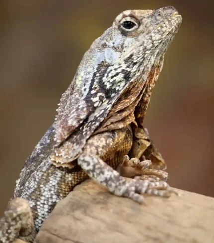 Lagarto con volantes Clamydosaurus kingii