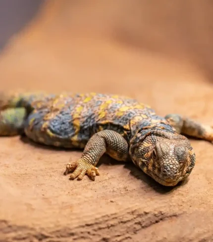 Lagarto de cola espinosa Uromaxtyx