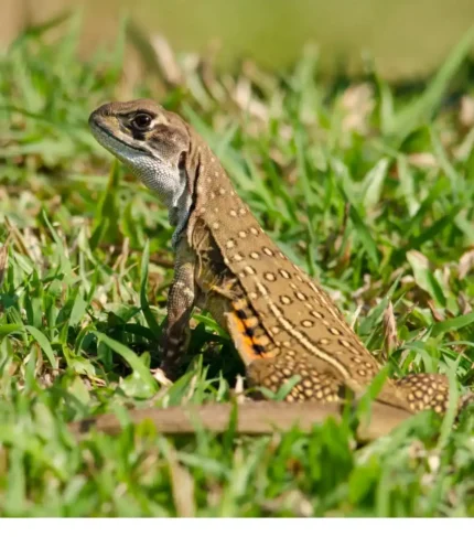 Leiolepis Guttata