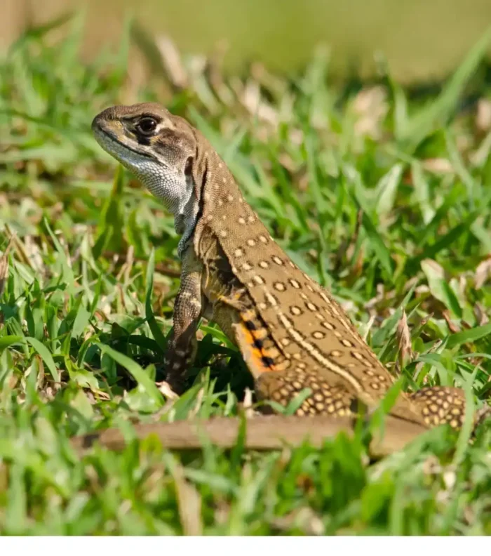 Leiolepis Guttata