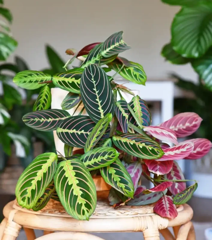 Planta Maranta para terrarios