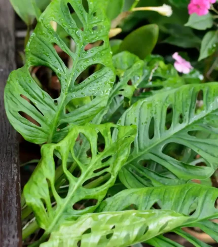 Planta Monstera Oblicua para terrarios