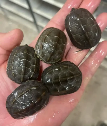 tortuga china de tres crestas​ mauremys reveesii