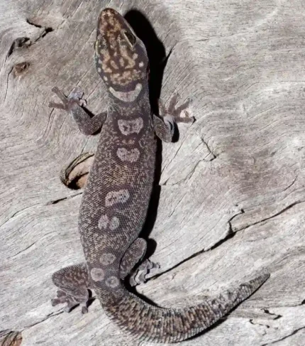 Oedura molinis