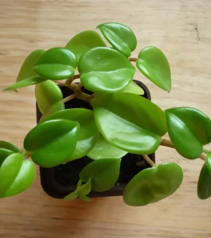 Planta Peperomia para terrarios